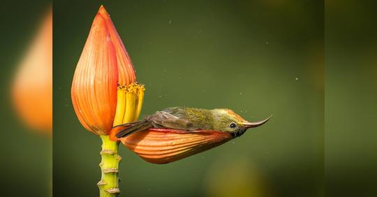 Wildlife Fotograf fängt „einmaligen Moment“ eines Vogels ein, der in einem Blütenblatt badet