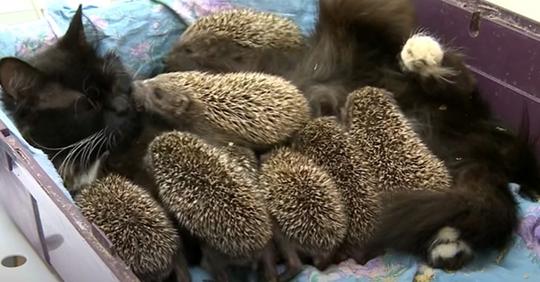 Acht verwaiste Igelbabys weigern sich zu essen, aber dann kommt die Katzenmutter, um sie zu retten