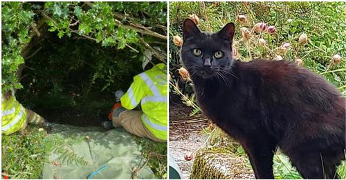Das Miauen einer Katze bringt Rettungskräfte dazu, ihr zu folgen – finden 83-jährige Frau, die in Schacht gefallen war