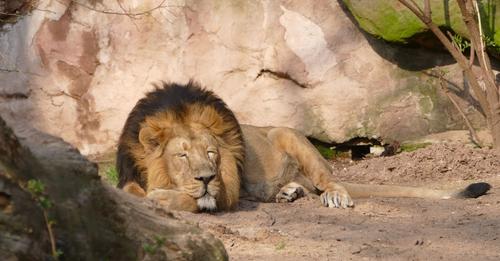 SUBALI STARB IM TIERGARTEN NÜRNBERG Impotenter Löwe im Zoo eingeschläfert Er war altersschwach und konnte kaum noch gehen