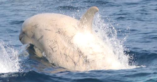 Seltenheit: Walbeobachter bekommen Besuch von weißen Orcas