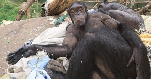 PETA erstattet Anzeige gegen Zoo Magdeburg