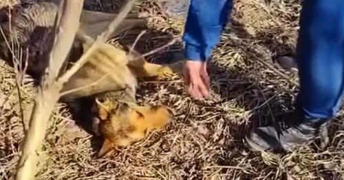 Schwer verletzte Hündin liegt vier Tage im Busch, niemand hilft ihr – bis Tierschützerin eingreift