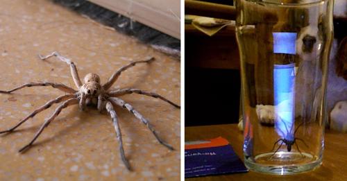 Typisches Problem im Herbst: Spinnen im Haus