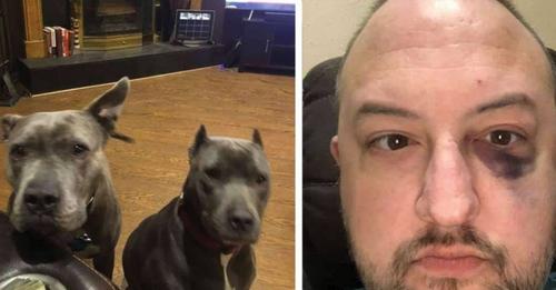 Dieser Mann hat zwei Pitbulls aus dem Tierheim adoptiert: Sie danken ihm, indem sie ihm bei einem Raubüberfall das Leben gerettet haben
