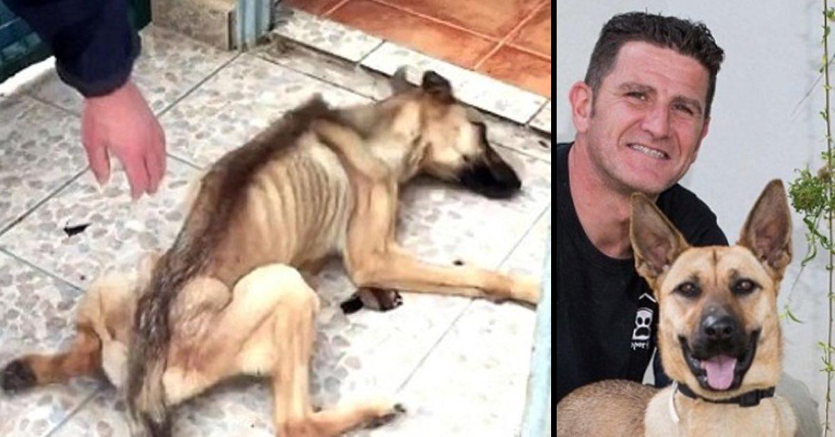 10 Monate Hunger Haft: Hund aus Klauen von Schindern gerettet.
