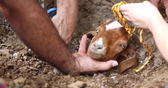 Retter brauchen Stunden, um Ziege auszubuddeln – war in Abwasserrohr gefangen, wäre fast ertrunken