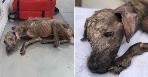 Tierfreundin aus Buenos Aires rettet Hund namens Hercules