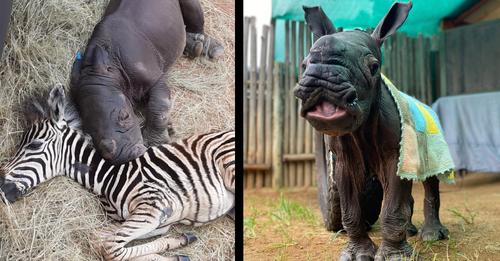 Baby-Nashorn Daisy freundet sich mit Zebrafohlen an