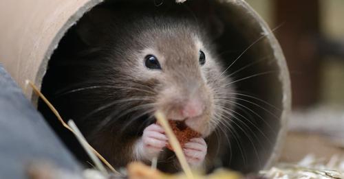 Aus Angst vor Corona-Übertragung lässt Hongkong tausende Hamster töten