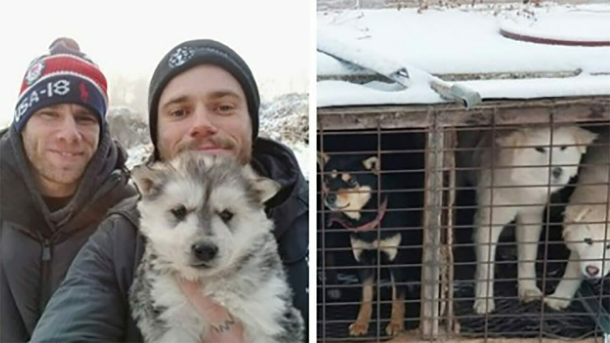 Olympischer Skifahrer rettet 90 Hunde aus südkoreanischer Hundefleisch-Farm und hilft bei Schließung
