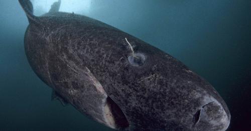 Fast 400 Jahre alt: Ältester Hai der Welt gesichtet