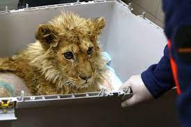 Tierarzt Karen Dallakyan rettet Löwen mit gebrochenen Beinen