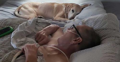 Hund schläft jeden Tag neben krebskranken Herrchen: Labrador stirbt eine Stunde vor ihm