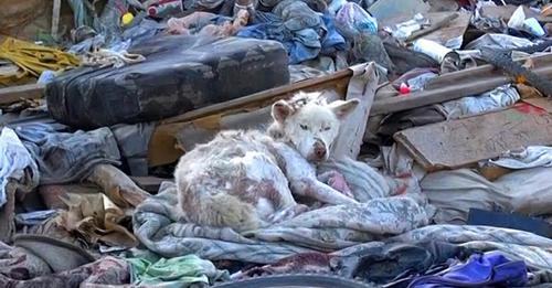 Heimatlose Hündin wird von Tierschützern auf einer Müllkippe entdeckt – hatte sich mit Leben wohl abgefunden