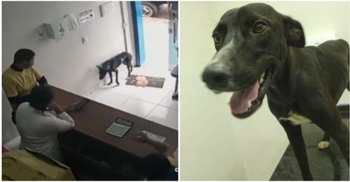 Streunender Hund mit verletzter Pfote bringt sich selbst in die Tierklinik und erhält Hilfe