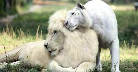 Weißer Löwe und weißer Tiger hatten Babys zusammen und sie sind mit Abstand die niedlichsten Dinge aller Zeiten