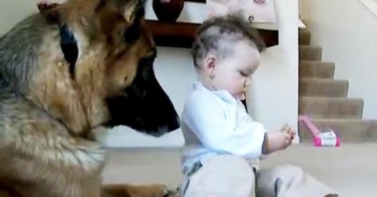 Baby stiehlt das Leckerli des Schäferhundes und der Vater kann nicht mehr dank der Rache des Hundes