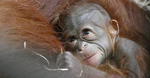 Zoo feiert am Muttertagswochenende die Geburt eines vom Aussterben bedrohten Orang-Utans