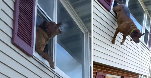 Hund springt waghalsig aus dem Fenster, um aus brennendem Haus zu entkommen
