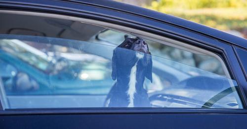 4 Hunde sterben qualvoll im Auto, weil Besitzerin gemütlich essen gehen wollte