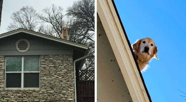 Ihr Hund ist immer auf dem Dach: Frau ist dazu gezwungen, ein Schild aufzustellen, um ungläubigen Passanten den Grund zu erklären (+ VIDEO)