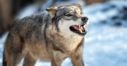 Hybrid Wölfe in Slowenien zum Abschuss freigegeben