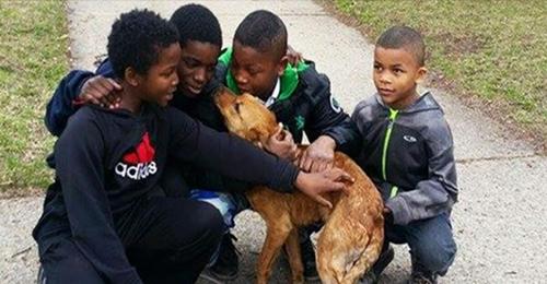 4 Jungs retten ausgesetzte, hungernde Hündin, die mit einem Bungeeseil an Haus gebunden war