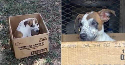 Ausgesetzter Hund weigert sich, Karton zu verlassen – wartet auf die Rückkehr von Besitzer