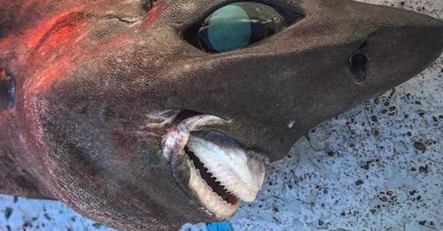 Fischer holt unheimliche Kreatur aus der Tiefe – ist es eine unbekannte, neue Hai Art?