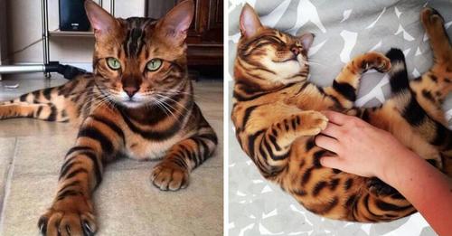 Lerne Thor kennen, eine wunderschöne Bengalkatze, die die Herzen ihrer Instagram Follower erobert hat