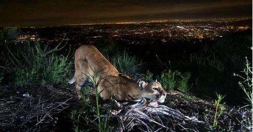 Puma tötet angeleinten Chihuahua in den Hollywood Hills