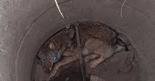 Hund entdeckt Wolf im Gully und löst Rettungsaktion aus