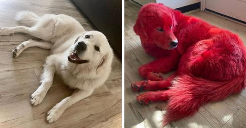 Frau färbt Fell von Hund rot, damit er nicht gestohlen wird