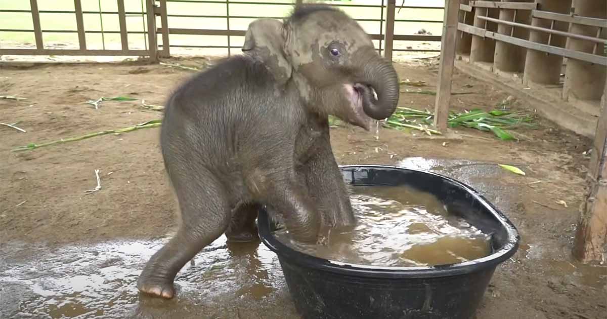 Dieses schelmische Elefantenbaby badet zum ersten Mal – die bezaubernde Reaktion wurde bereits millionenfach gesehen