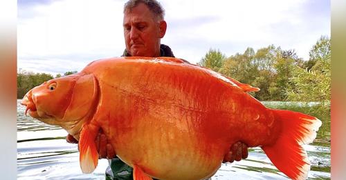 Er angelt einen legendären 30 kg schweren Goldfisch: 'Ich wusste, dass er wirklich existiert' (+ VIDEO)
