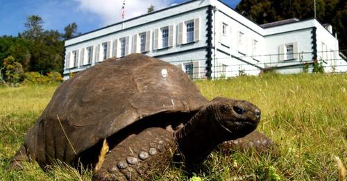 Die älteste Schildkröte der Welt wird 190 Jahre alt – mindestens
