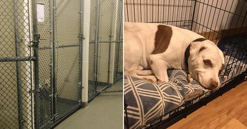 Hund im Tierheim wird nach langer Zeit endlich adoptiert – lächelt, als er merkt, dass er nun ein richtiges Zuhause hat
