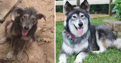 19 Hunde vor und nach ihrer Adoption, die ihr nicht wiedererkannt hättet