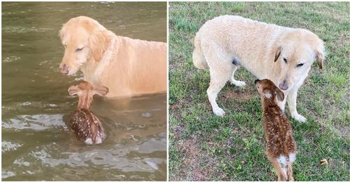 Mutiger Hund rettet Rehkitz aus See und freundet sich mit ihm an