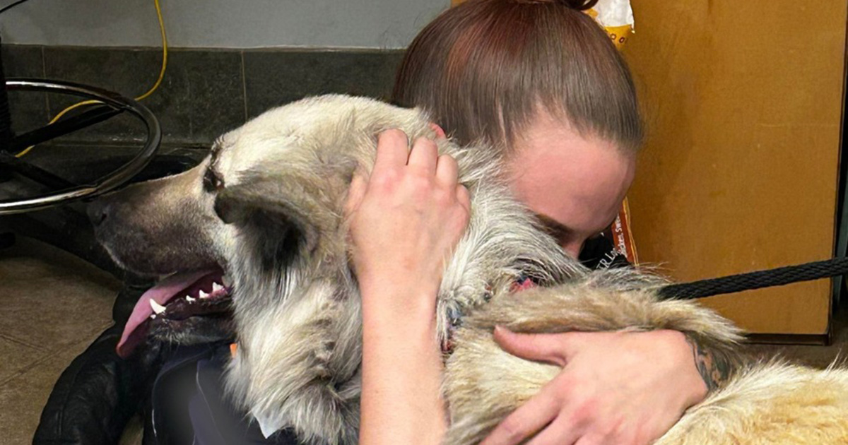 Hund wieder mit Besitzerin vereint, die ihn aufgrund von Obdachlosigkeit aufgeben musste