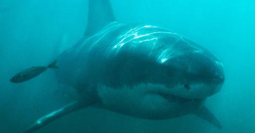 Mann entdeckt gigantischen Weißen Hai in verlassenem Freizeitpark