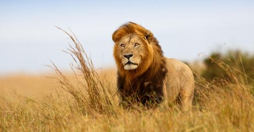 Der 'fotogenste Löwe der Serengeti' ist tot – vermutlich sind Artgenossen schuld