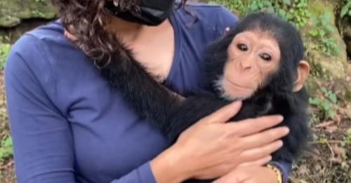 Tierrettungs-Video: Baby-Schimpanse umarmt Retter