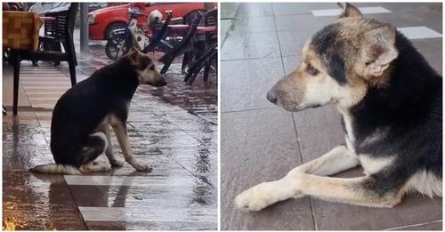 Hund wartet jeden Tag draußen im Regen auf seinen Besitzer – virales Video führt zu Wiedersehen