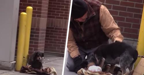 Sie 'setzen' einen Hund auf der Straße aus, um eine Prüfung zu machen: der einzige, der anhält und sich um ihn kümmert, ist ein obdachloser Mann