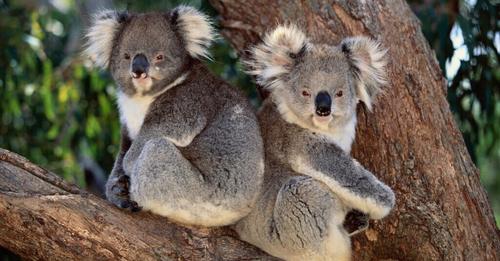 Koalas durch Chlamydien Epidemie bedroht! Australien startet große Impf Aktion