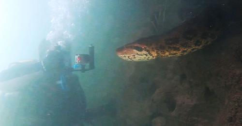 Unglaubliche Aufnahmen: Taucher begegnen Sieben Meter Anakonda