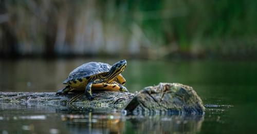 Nicht schnell, aber schlau – Schildkröten sind lernfähige Haustiere 