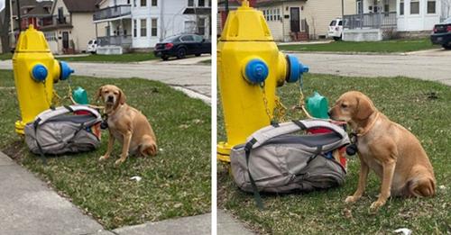 Sie finden einen Hund an einem Hydranten angebunden mit einem herzzerreißenden Brief: Das kranke Frauchen kann ihn nicht mehr behalten (+ VIDEO)